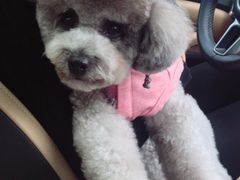 -Oh My Dog宠物沙龙(伊珊娜皮毛护理店)