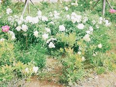 -长春公园(普阳街道)