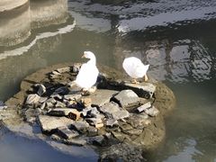 -老桐椿 · 上海大馄饨