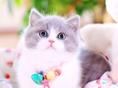 -十年猫舍·猫咪专门店(普陀店)