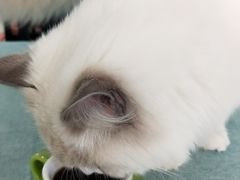 -鼓捣猫呢主题猫咖店
