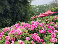 -洛阳市隋唐城遗址植物园