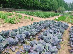 -前小桔亲子创意农场·草莓采摘·露营烧烤