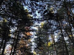 -帽儿山国家森林公园