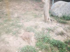 -泉州海丝野生动物世界