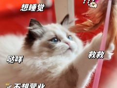 -lincat·猫舍(广州店)