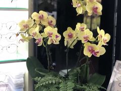 -横岗眼镜城