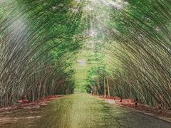 -胡须哥网红竹筒菜