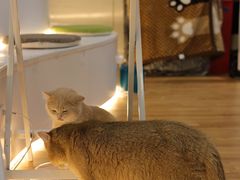 -COLOR PETS 撸猫馆·购猫·猫咖(长风大悦城店)