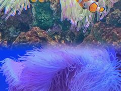 -海合安武汉极地海洋公园