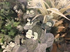 -莫奈花园法式蛋糕