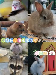 点击看大图 -神奇动物撸宠馆·羊驼·小浣熊·异宠(豫园店)