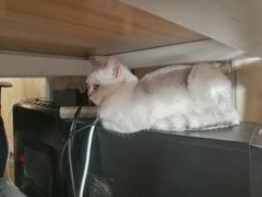 -青春加萌照相馆