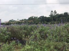 -紫颐香薰山谷景区
