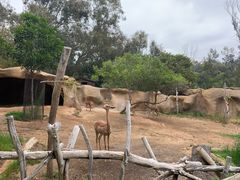 -圣地亚哥动物园