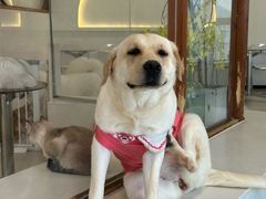-共舞时光猫咖·狗咖(新街口店)
