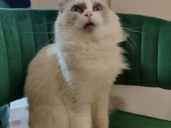 -喵喵咪呀布偶猫咖(春熙路店)