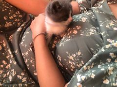 -糯米喵星人总部直营旗舰店·猫舍·幼猫出售