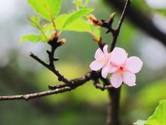 -杭州植物园