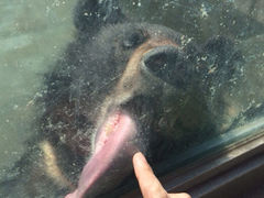 iphone_upload_pic-东方熊牧场