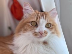 -氷冰凉刨冰甜品(北京路店)