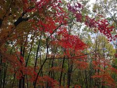 -云岭野山参风景区