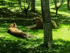 -北京野生动物园