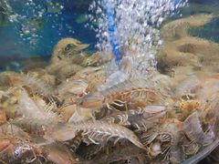 -鑫渔港海鲜本地菜·山海关浑锅(东戴河店)