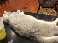 -猫小院猫主题咖啡厅(北锣店)