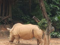 -广州长隆野生动物世界