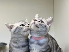 -lincat·猫舍(广州店)