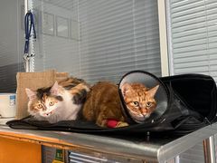 -瑞派福兴宠物医院犬猫全科·骨科·中西医结合(河东店)