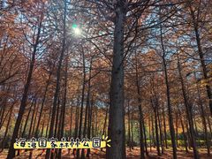 -上海海湾国家森林公园