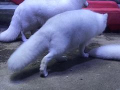 -芜湖新华联大白鲸海洋公园