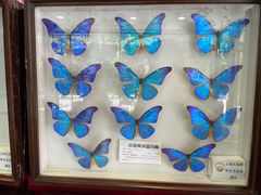 -上海大自然野生昆虫馆(东方明珠·爬宠昆虫探索中心)