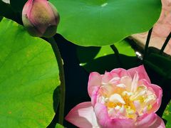 -莲花池公园