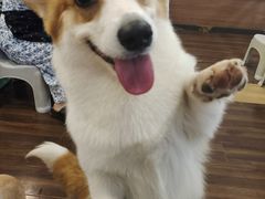 -柯斗斗主题餐厅·狗咖·围炉煮茶·茶饮(国瑞升平里店)