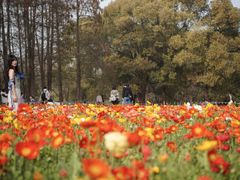 -上海共青森林公园