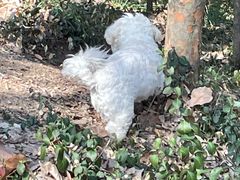 -上海佘山国家森林公园天马山园