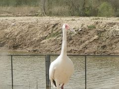 -盐城丹顶鹤湿地生态旅游区