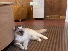 -MOCHA明星猫咖(田子坊店)