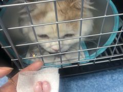 -美联众合动物医院(·中兽医·疑难杂症·严家桥分院)