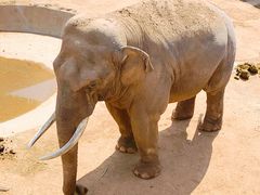 -西霞口神雕山野生动物世界