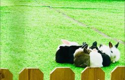 -萌宠亲子动物乐园(槐房万达店)