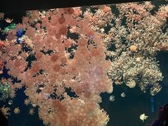 -珠海长隆海洋王国