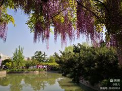 -嘉定紫藤园