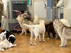 -Let's go狗咖·猫咖·奶狗·桌游(春熙路IFS店)
