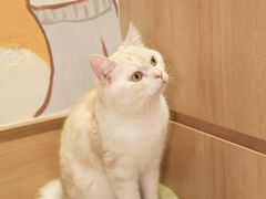 -是阿柴呀！柴犬咖啡·爱喵喵猫咖