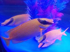 -青岛嘉年华主题乐园