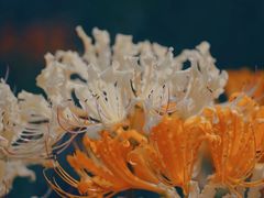 -白塘生态植物园